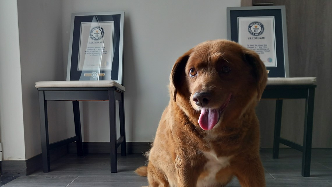 'Oldest dog ever,' Bobi, has title suspended amid investigation - Vimarsana News
