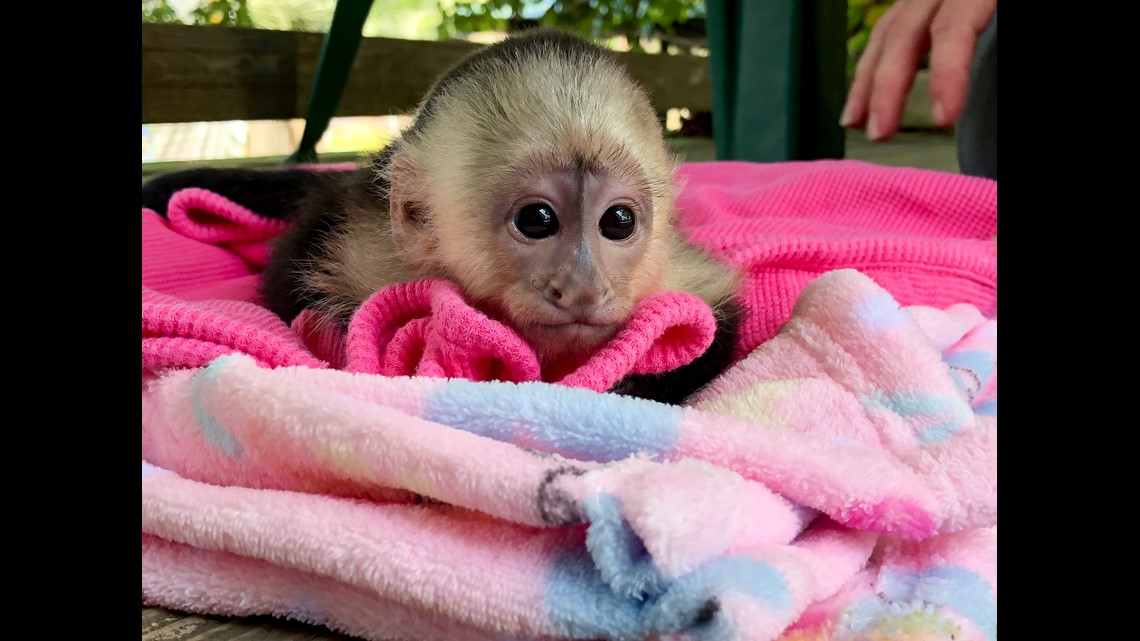 Baby Zoo Animals Born In Spring 18 Wusa9 Com