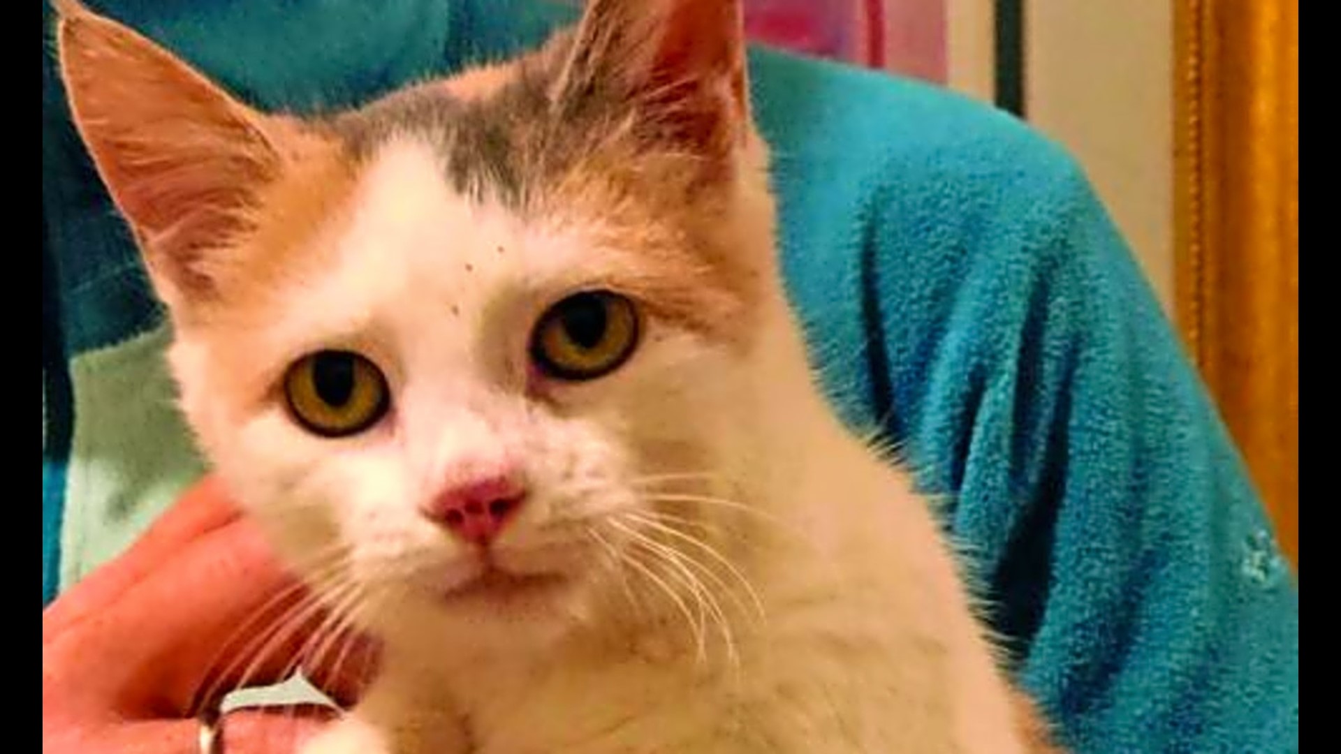 These Washington-based kittens are up for adoption and in need of a