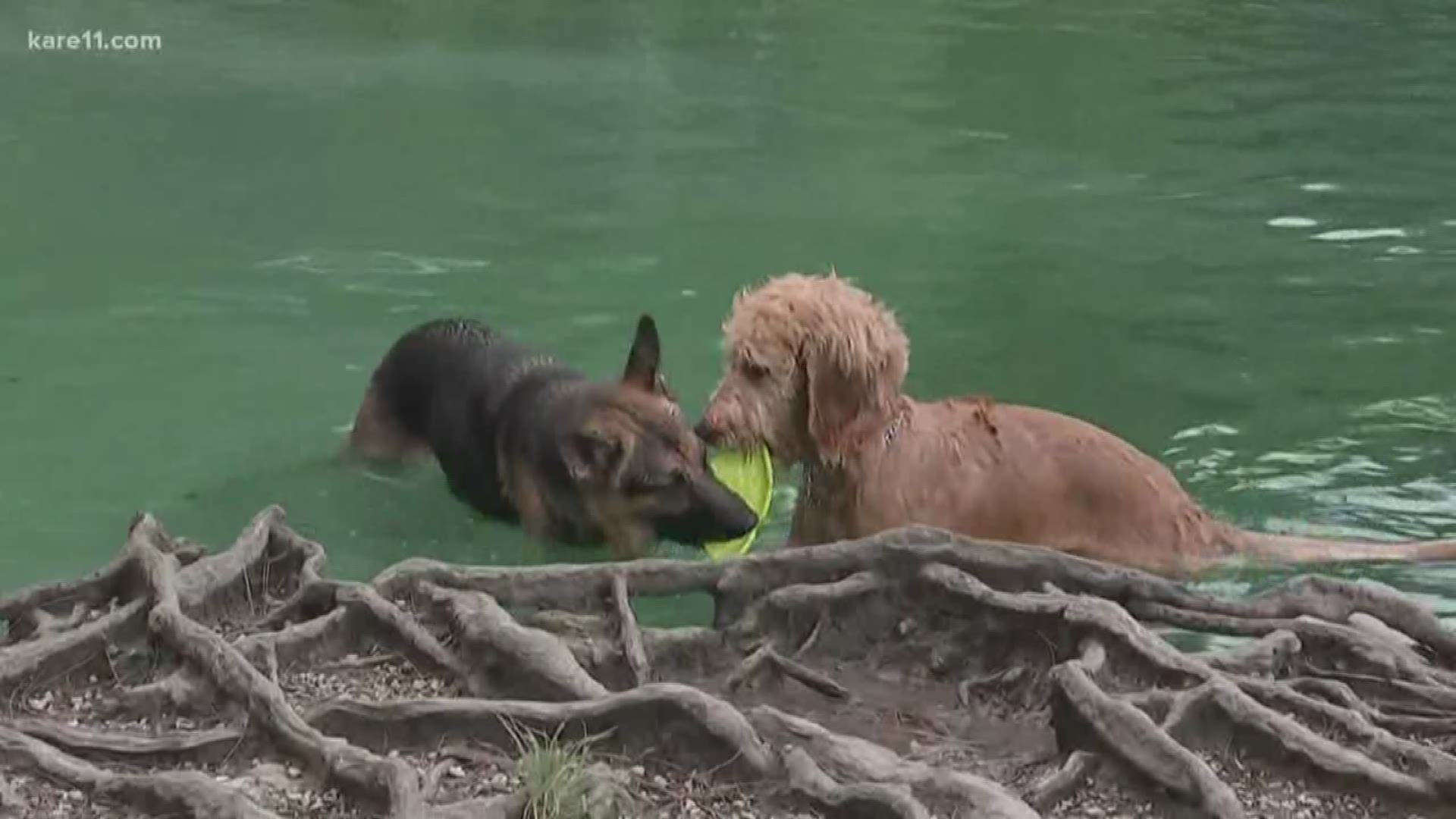 The topic of toxic algae is trending online after multiple reports from across the nation of dogs dying after swimming in lakes filled with blue-green algae.