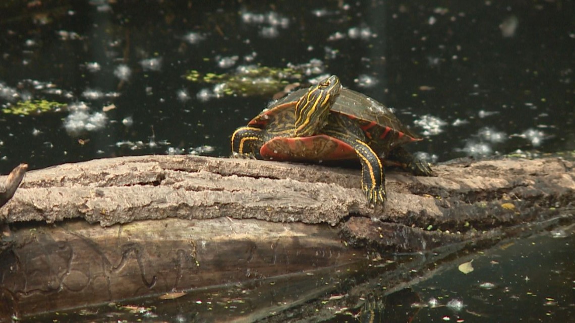 Minnesota outlaws trapping turtles for profit | wusa9.com