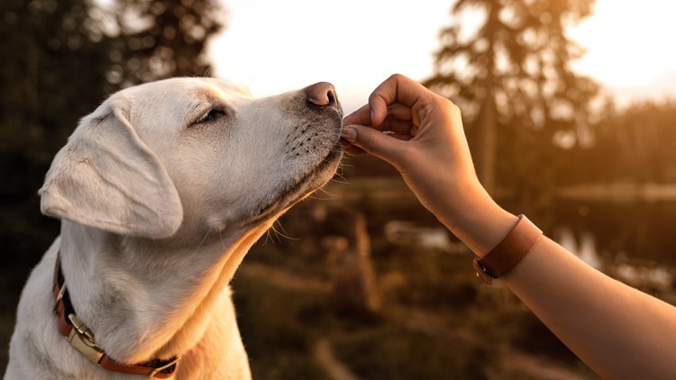 Blind man who asked people to describe dogs gets 100s of replies | wusa9.com