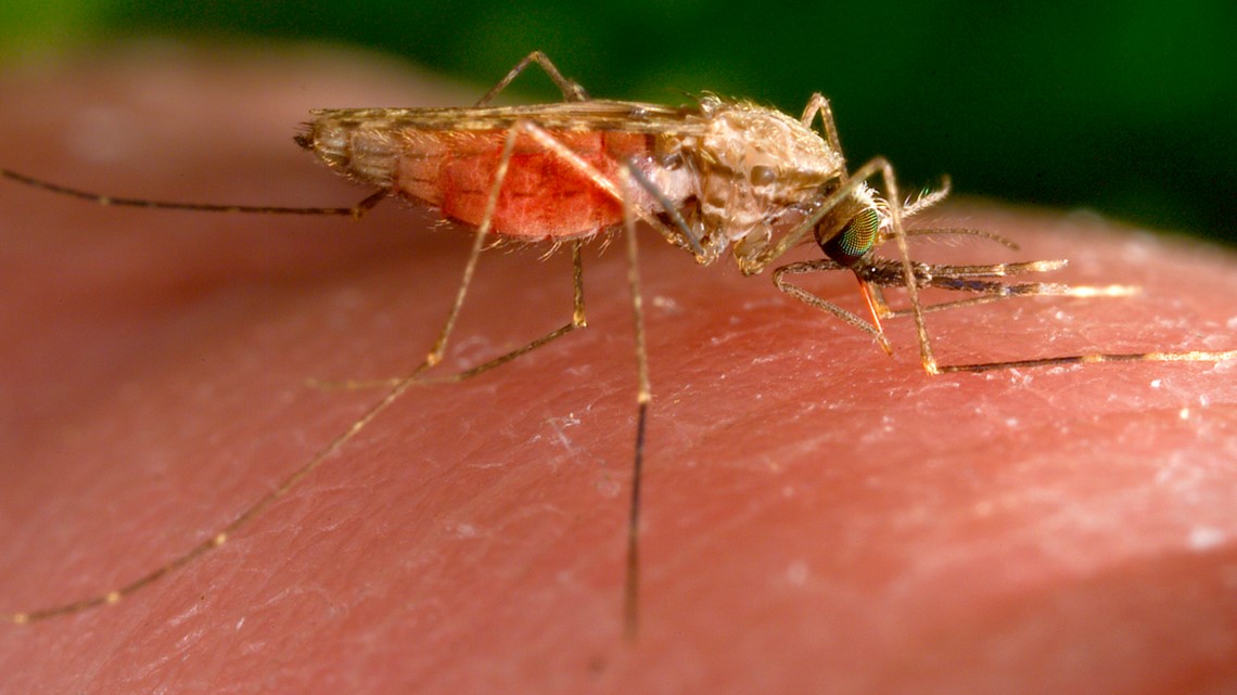 Malaria cases spark Florida health alert - Vimarsana News