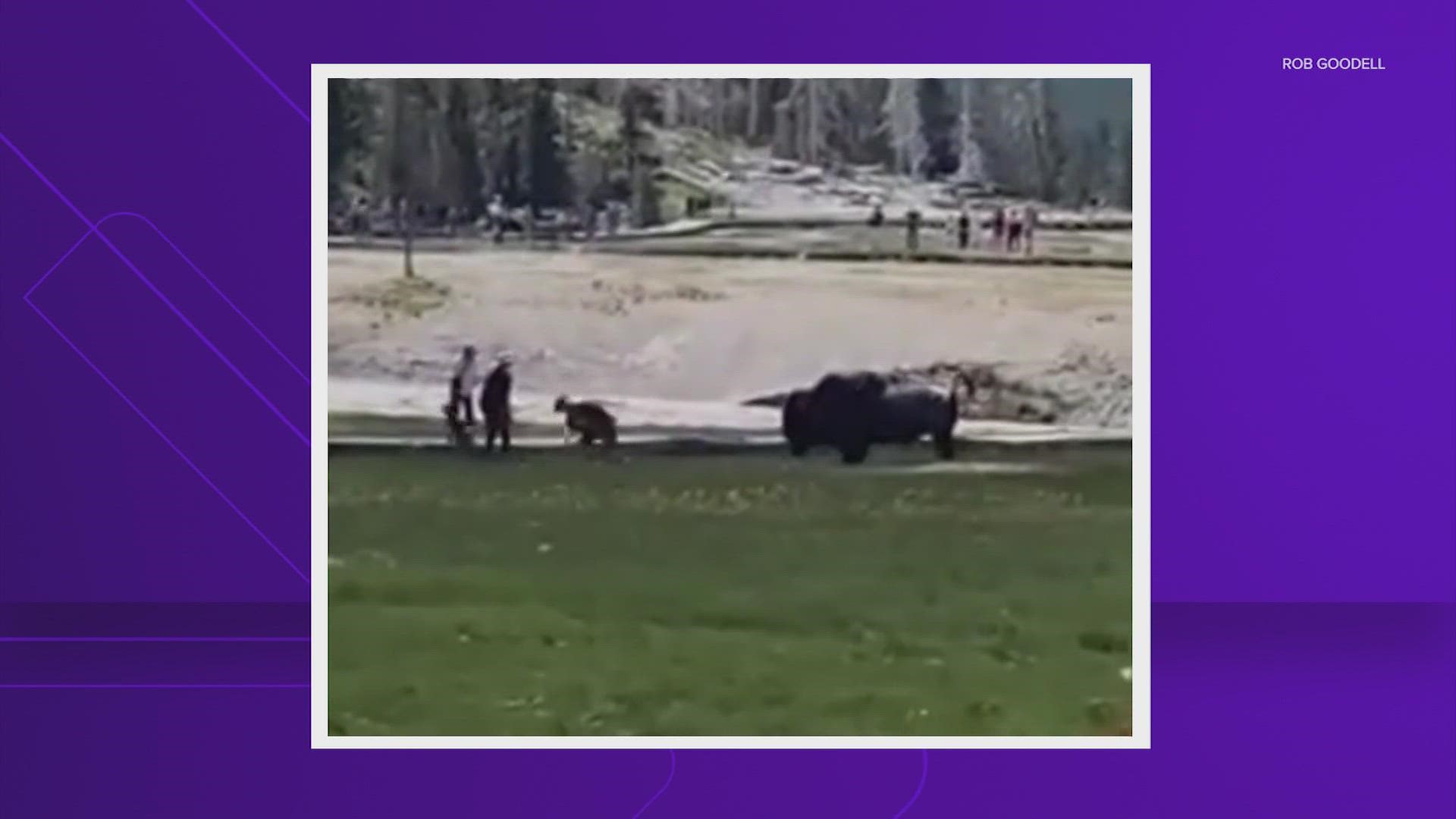 Officials said a man was walking with his family on a boardwalk near Old Faithful when a bull bison charged the group.