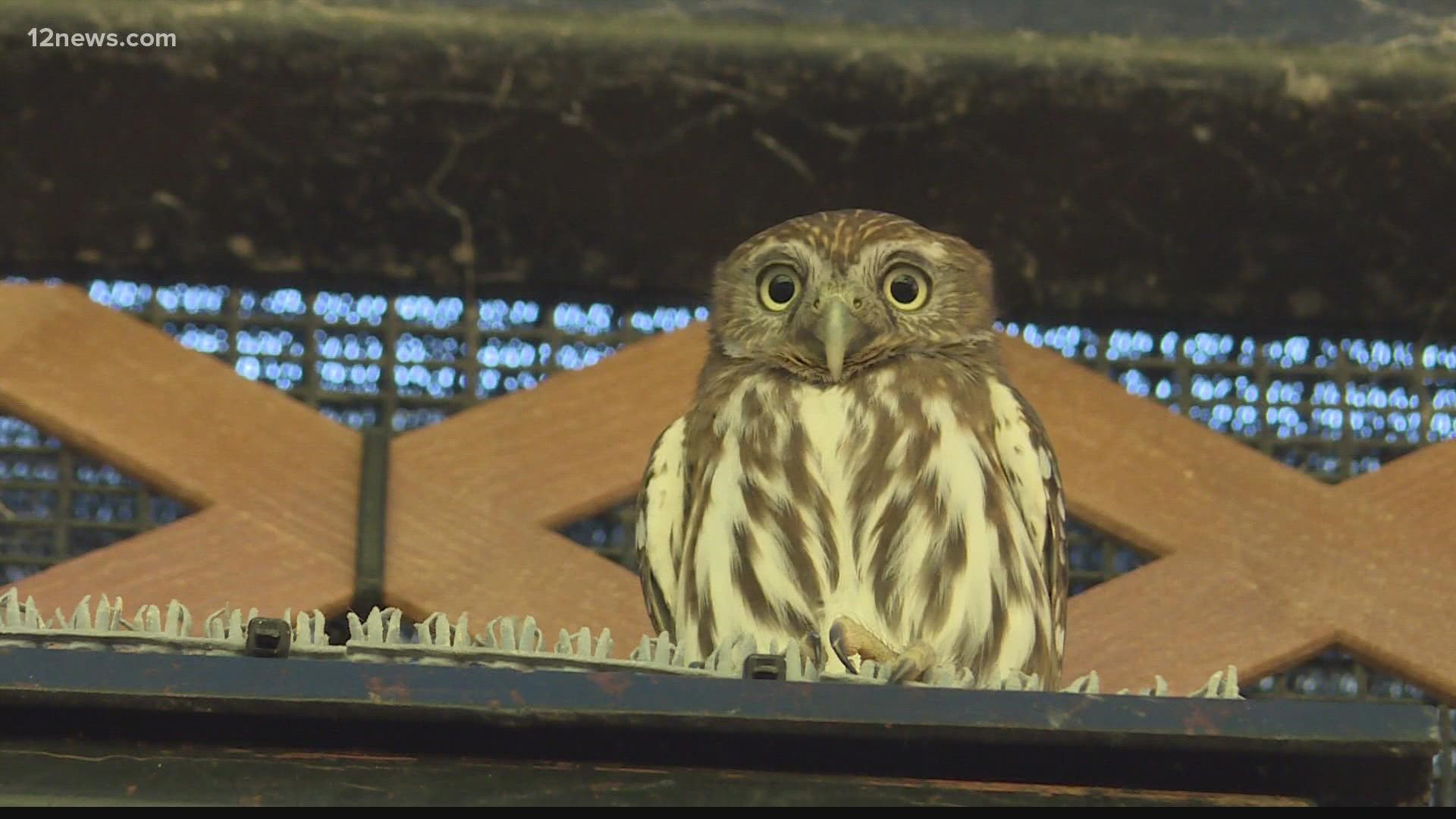 With the encroachment of urban living, the Pygmy-Owls’ habitat is receding. However, conservation efforts are underway to re-establish the bird before it's too late.