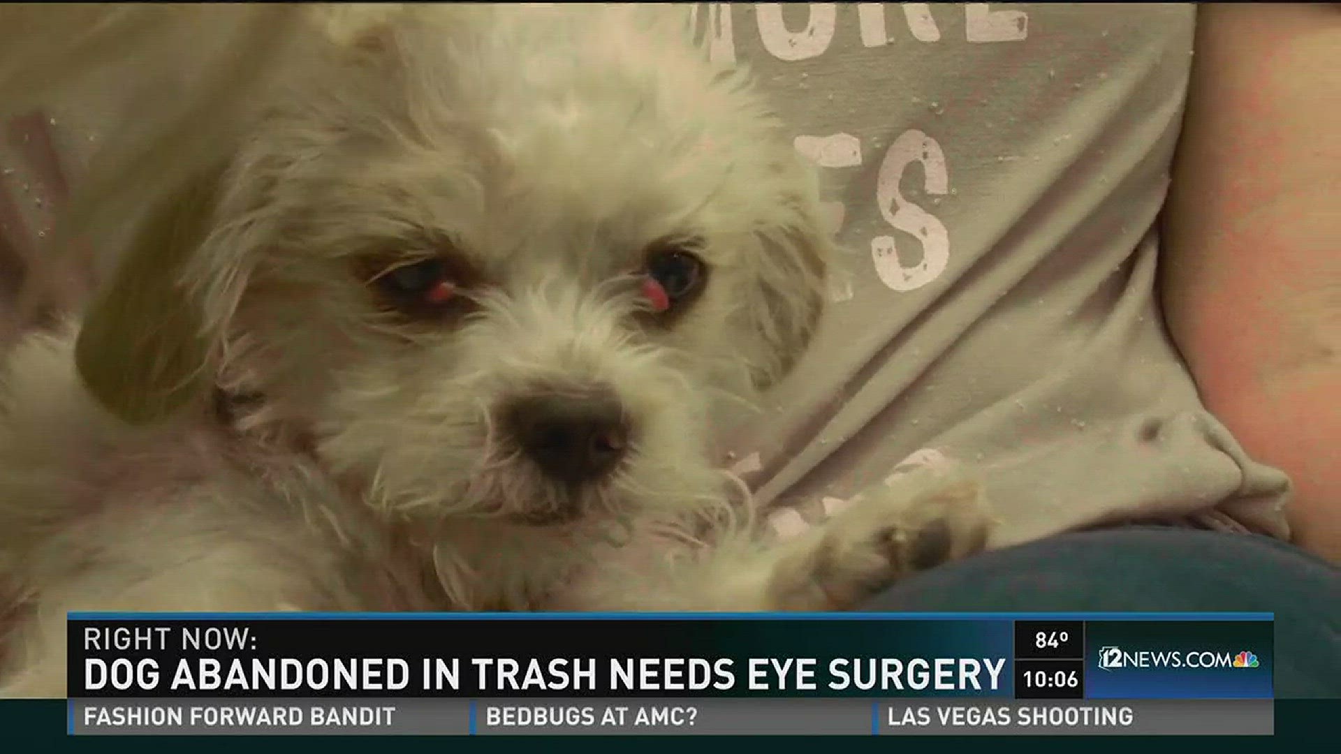 Phoenix dog left to die in garbage needs surgery | wusa9.com