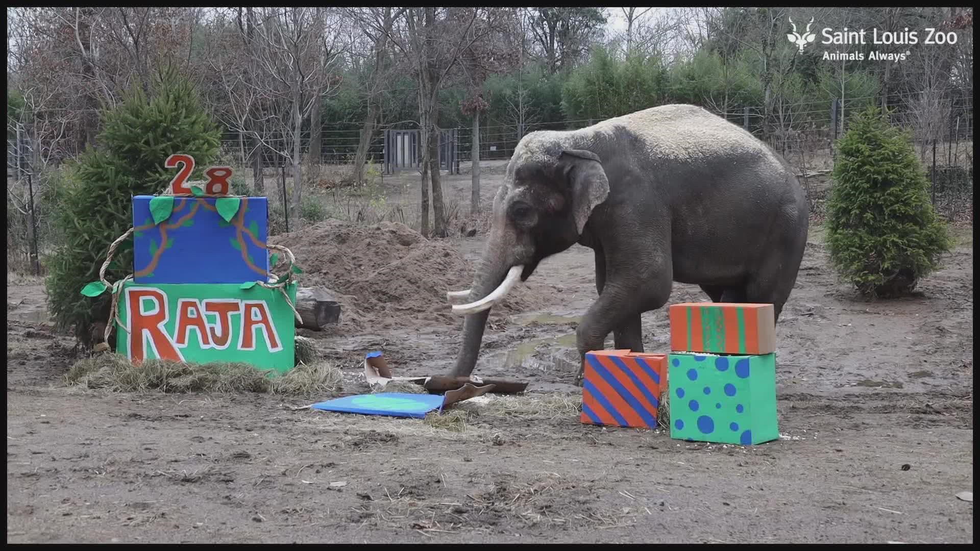 Zoo officials said weather conditions are forcing them to keep the elephants inside. Raja's last two birthday celebrations were held virtually due to COVID.