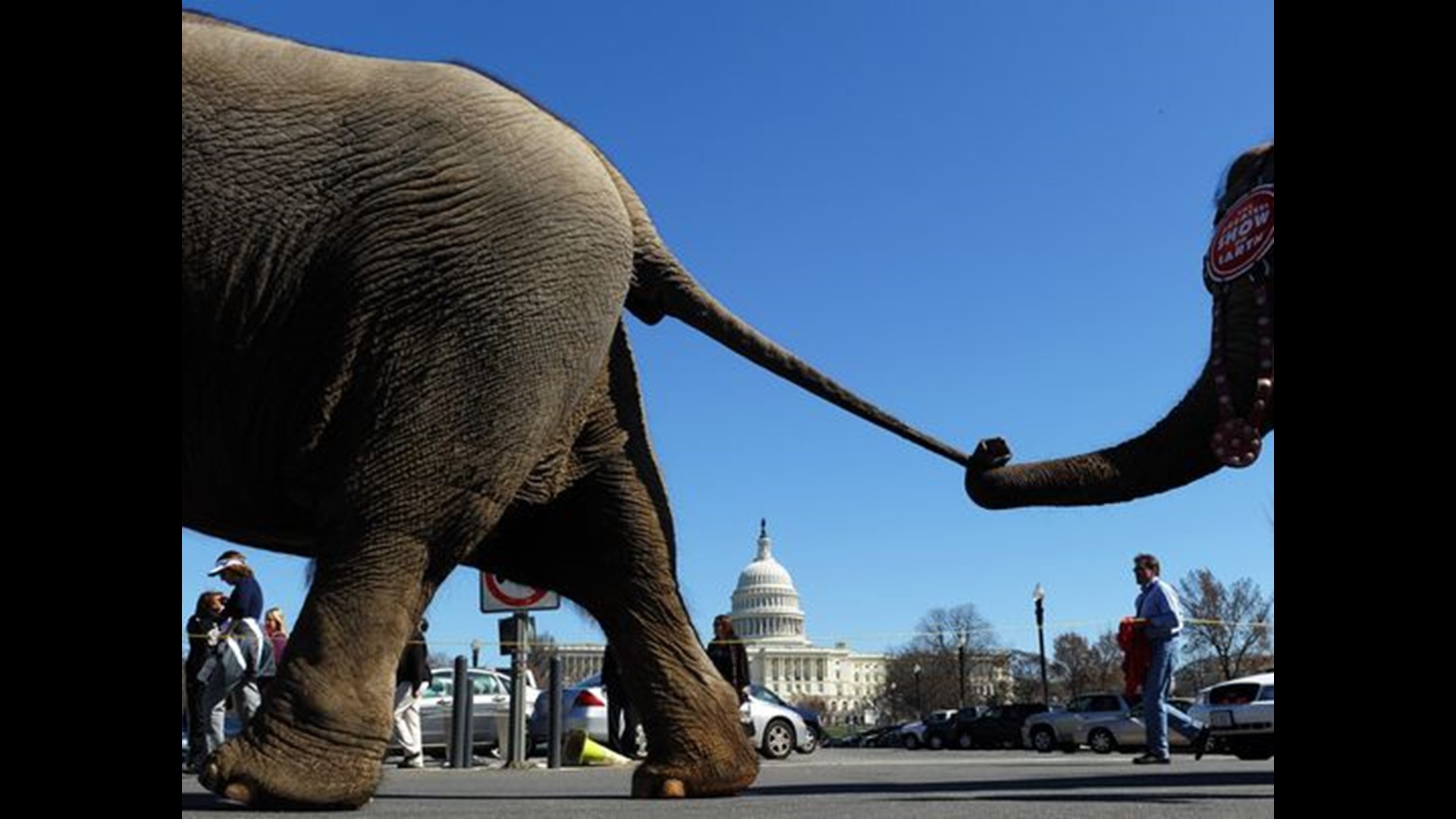 Ringling Bros. Circus Elephants Set For Final Act Sunday | Wusa9.com