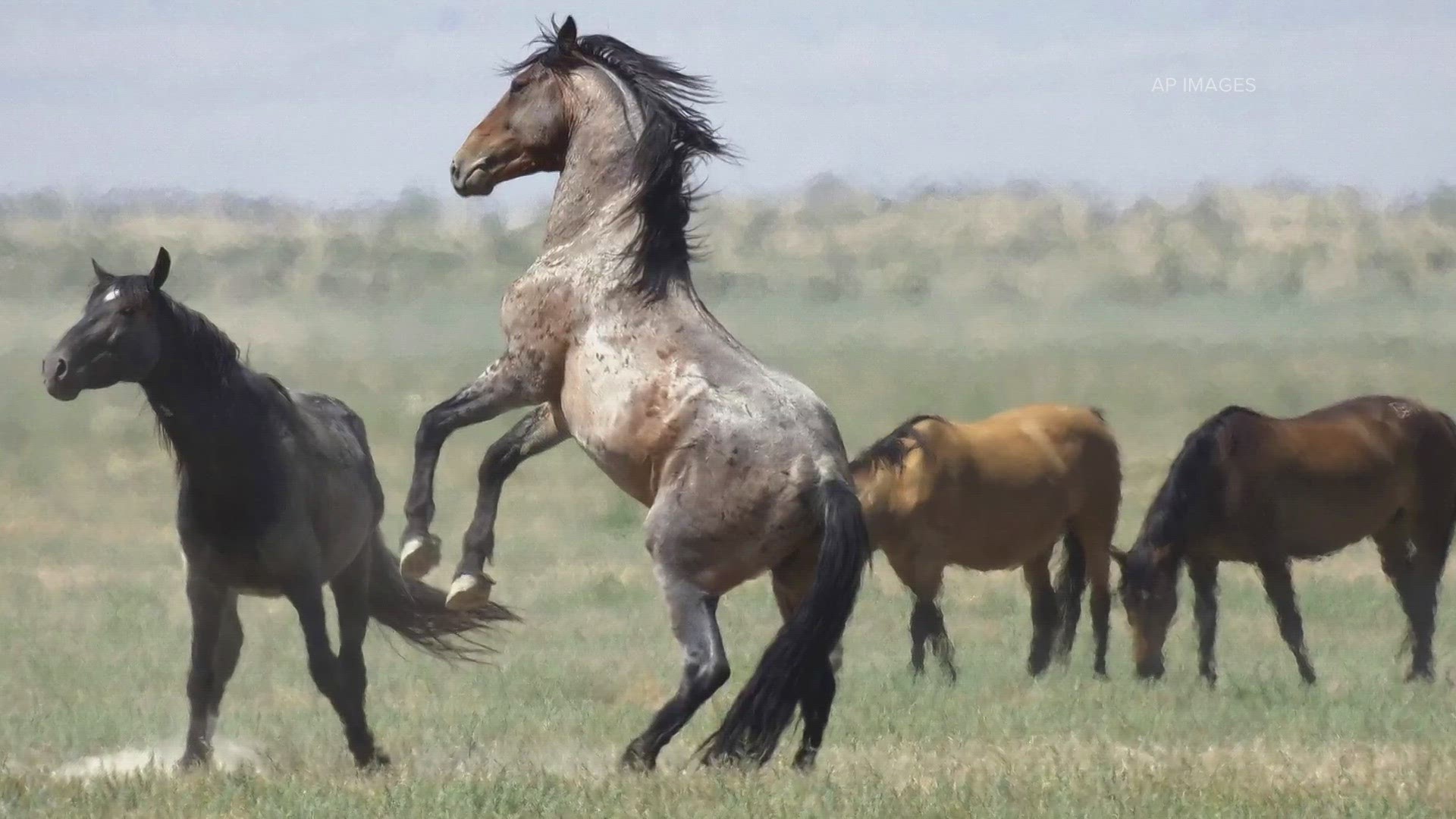 The timing matches up with oral histories of Indigenous groups that recount their peoples had horses of Spanish descent before Europeans physically arrived.