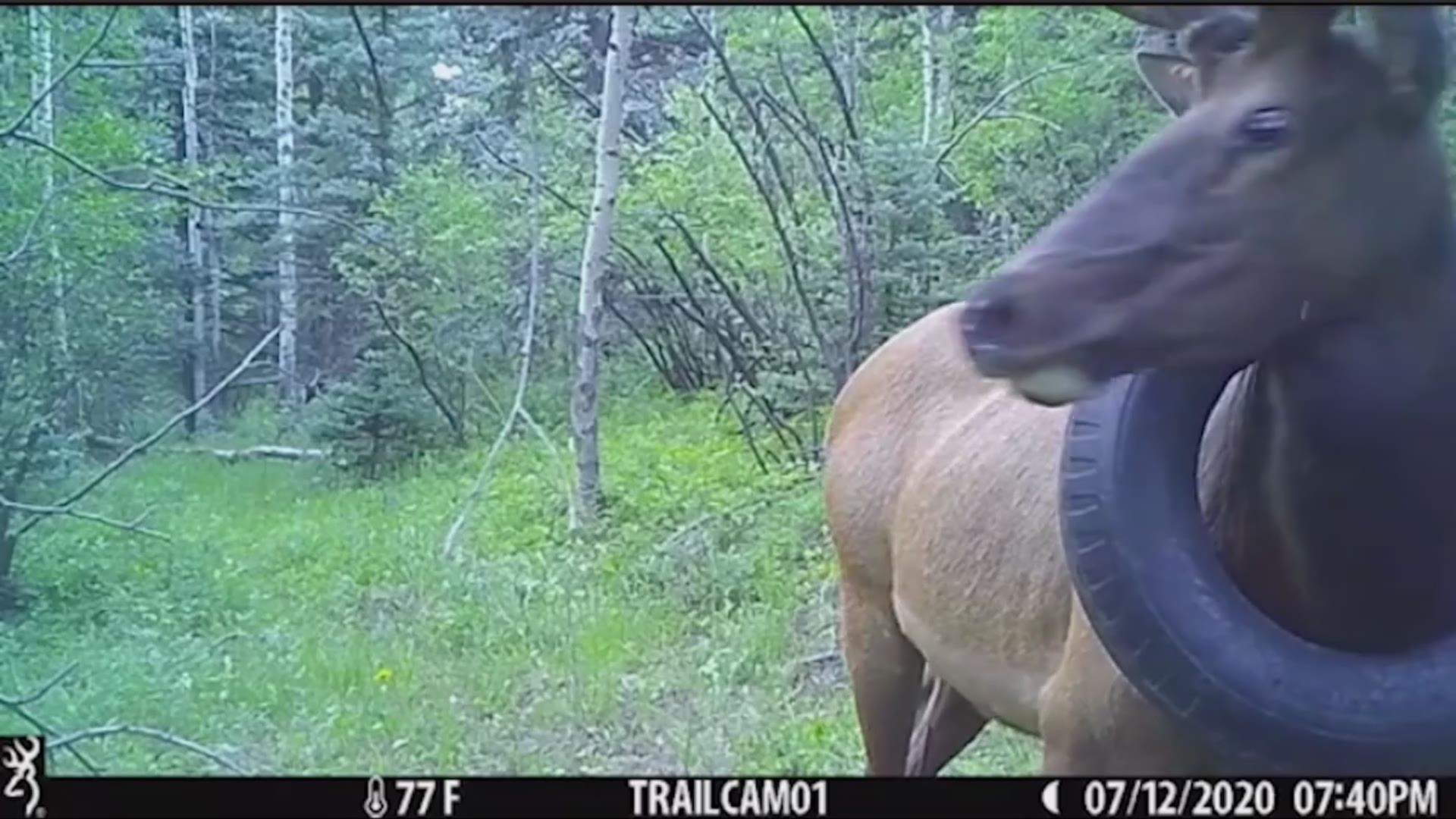 Colorado Parks and Wildlife first located an elk with a tire around its neck in July 2019 by officers in the Mount Evans Wilderness.