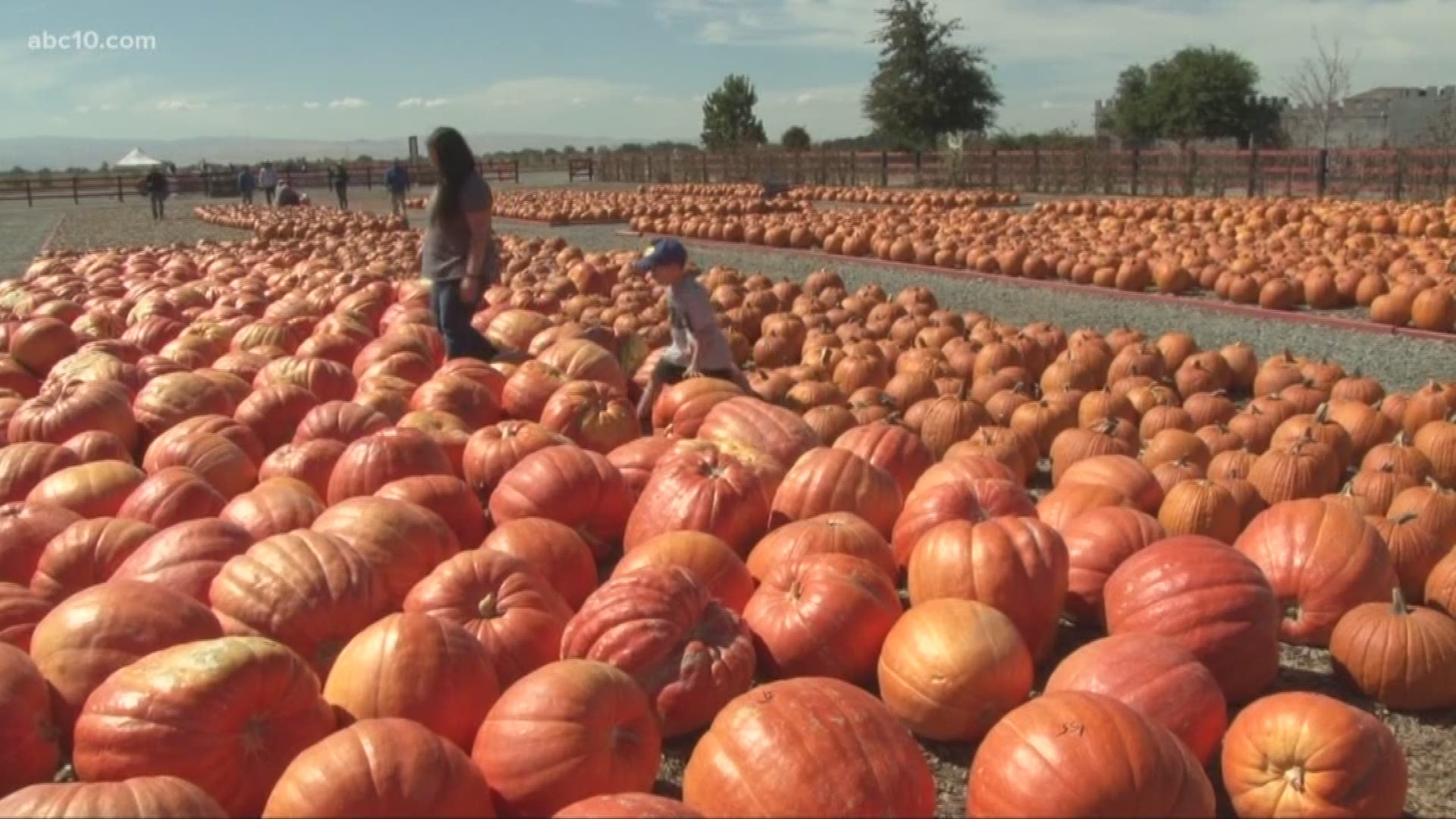 It's the first weekend of October which means it's finally pumpkin season with pumpkin patches are now in full swing across Northern California.