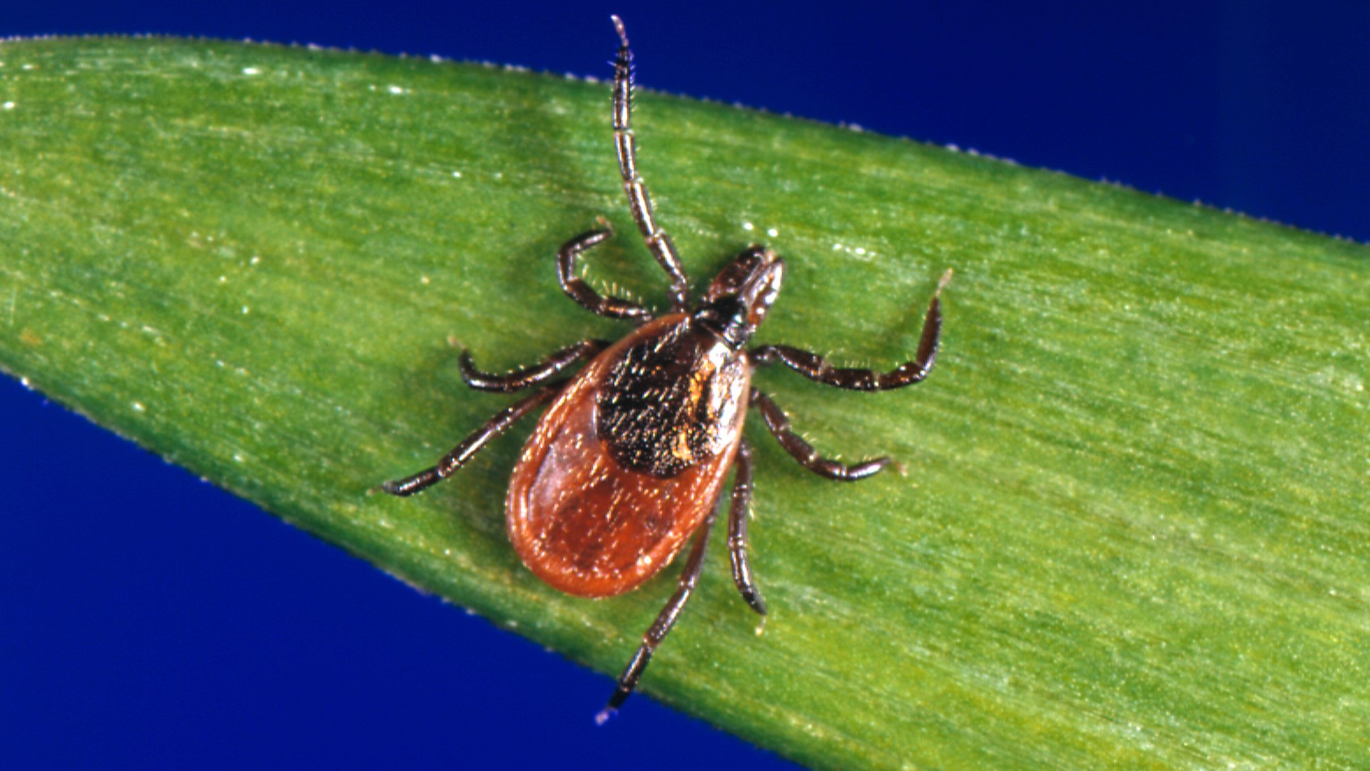 A relatively warm winter could mean a lot of ticks, but the number will also depend on whether the summer is hot and dry.