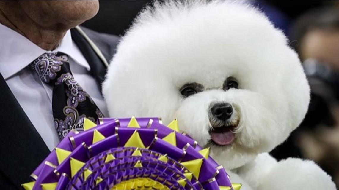 Bichon westminster dog fashion show