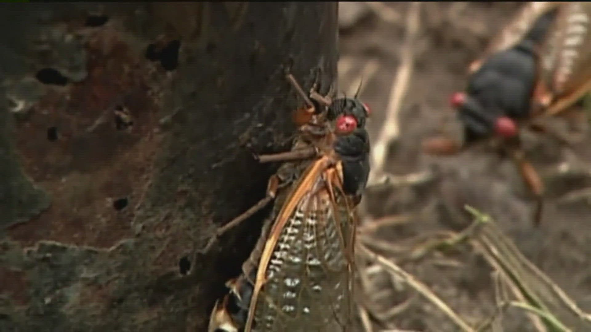 “These cicadas have telltale signs of infection: the back half of their abdomen has been replaced with a yellow/white ‘plug’ of fungus,” says Dr. Brian Lovett.