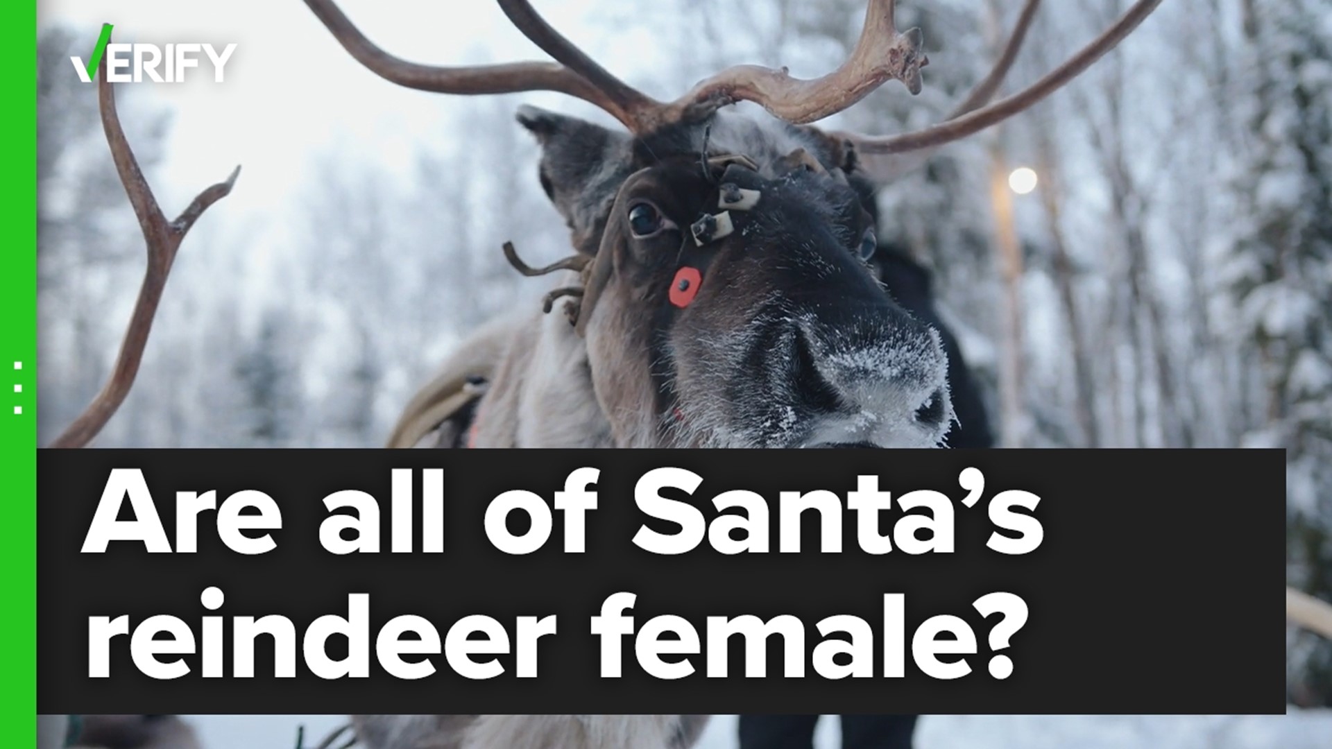 Places to See Santa's Reindeer and Other Animals in Ireland