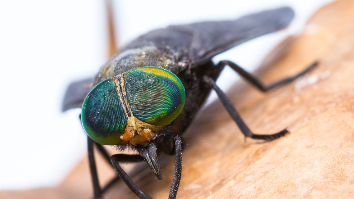 Horse fly bites VERIFIED prevention tips