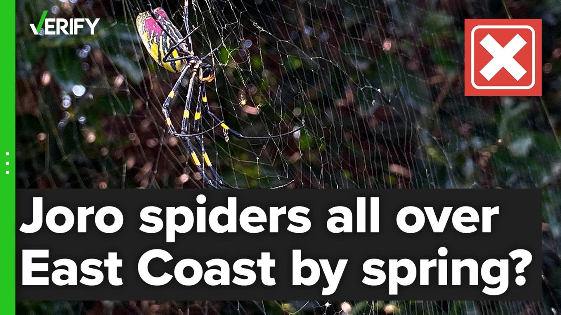 Did a study on Joro spiders say they’ll colonize the entire East Coast by the Spring?  The VERIFY team confirms this is false.