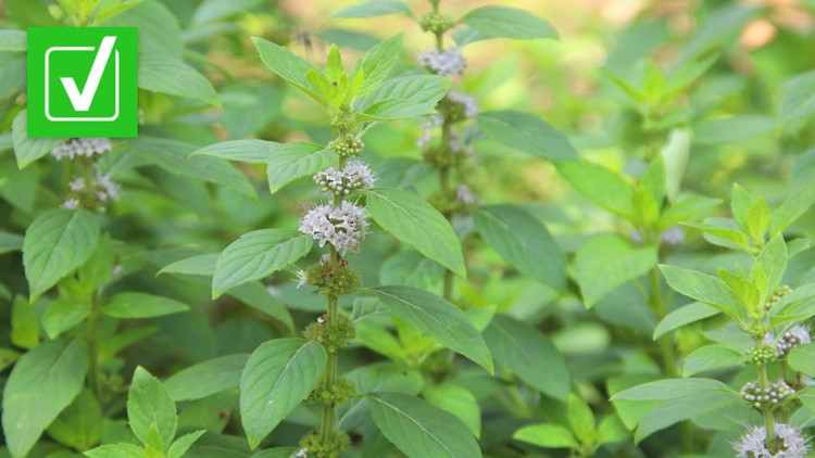 Pennyroyal plant contains a deadly toxin, never use it to induce an abortion