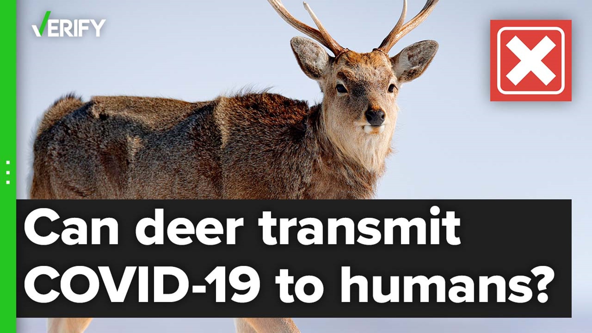 Deer tests positive for chronic wasting disease in Fairfax County |  