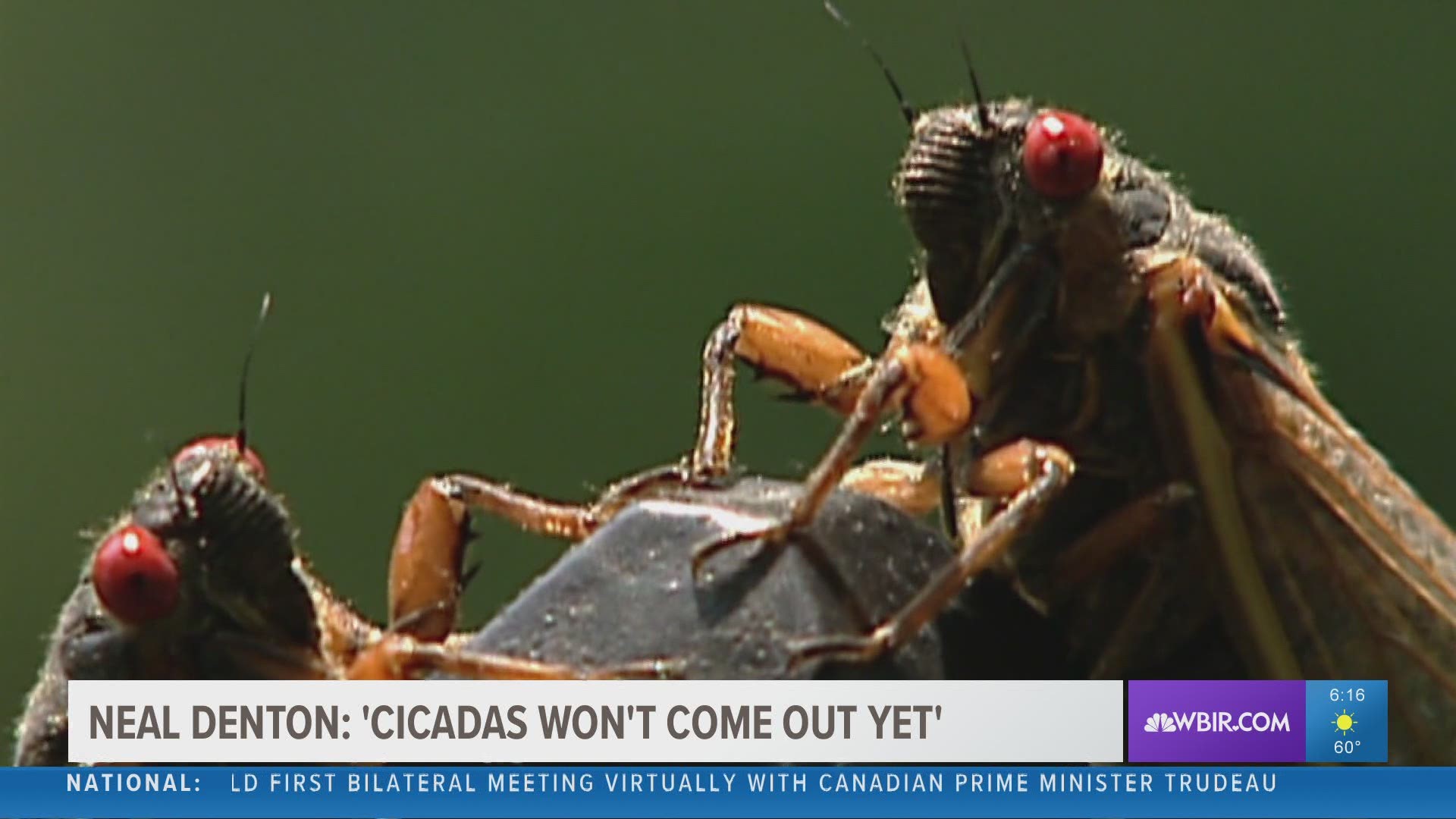 Neal Denton with UT Extension says cicadas don't actually come out when the air gets warm, but when the soil warms up.
