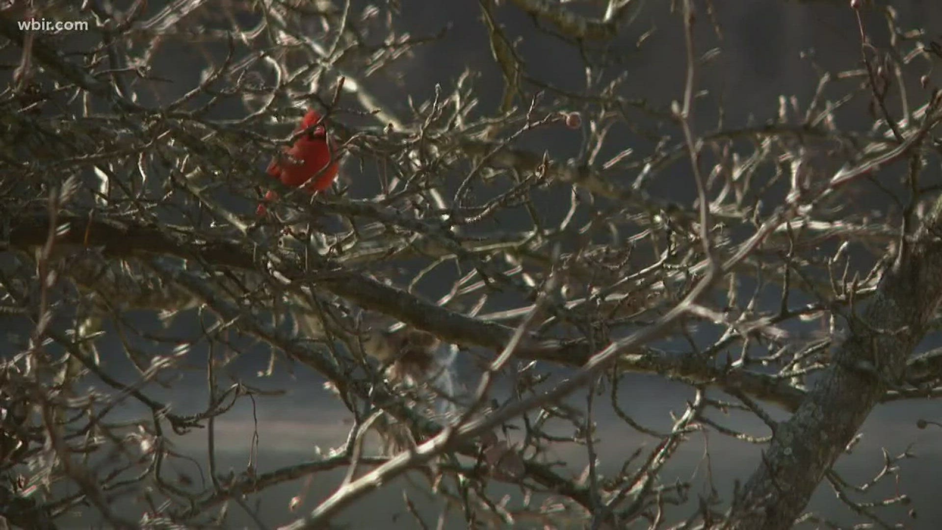 Jan. 1, 2018: Local bird enthusiasts helped track Tennessee's population of feathered friends.