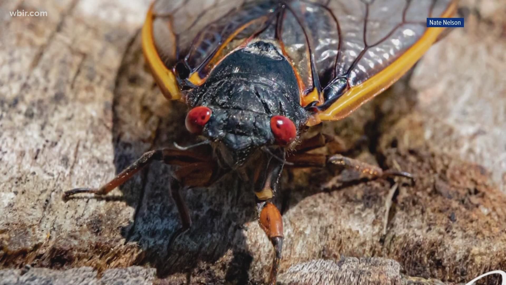 Get ready East Tennessee! Millions of cicadas are headed our way.
