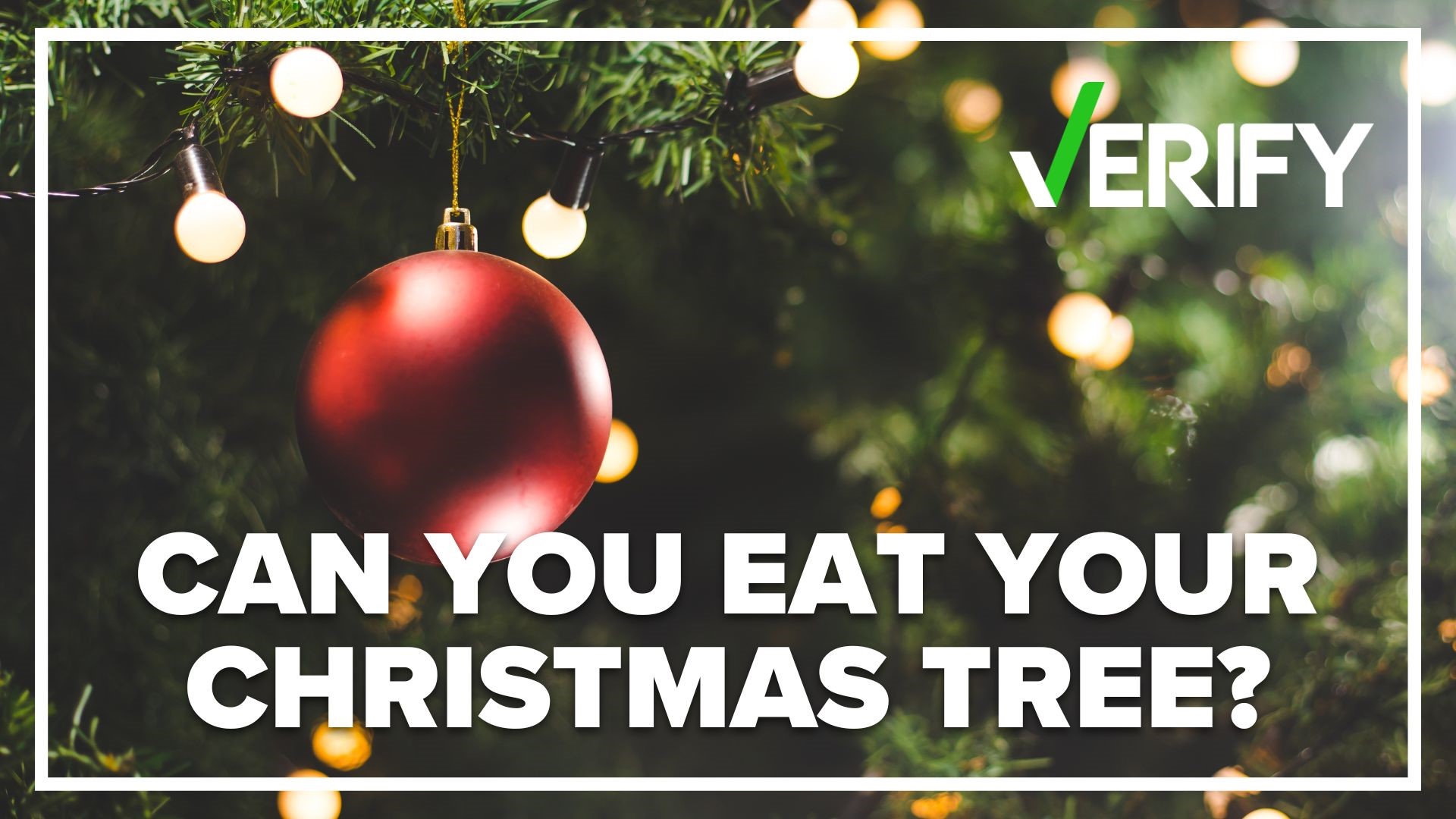 While most folks who got a real Christmas tree will throw it out, one article making the rounds online suggests eating it. But should you actually do that?
