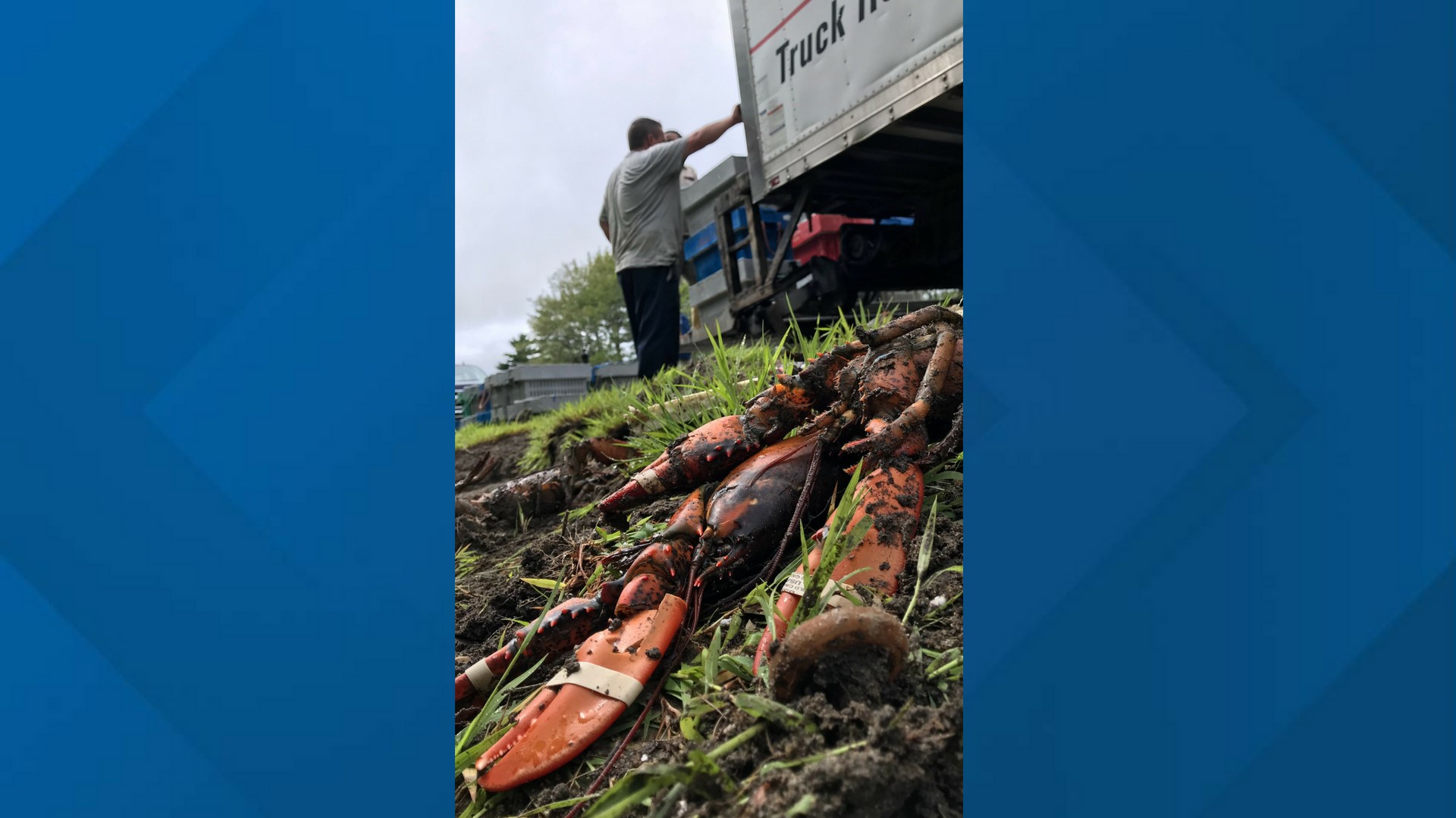 LOBSTERS LOST 7,000 lbs of lobster spill onto Route 1 in crash