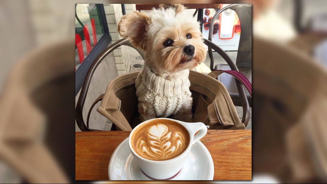 Rescue dog's Instagram will melt your heart and make you hungry | wusa9.com