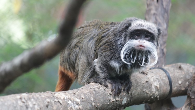 Two emperor tamarin monkeys believed to have been taken from Dallas Zoo, officials say