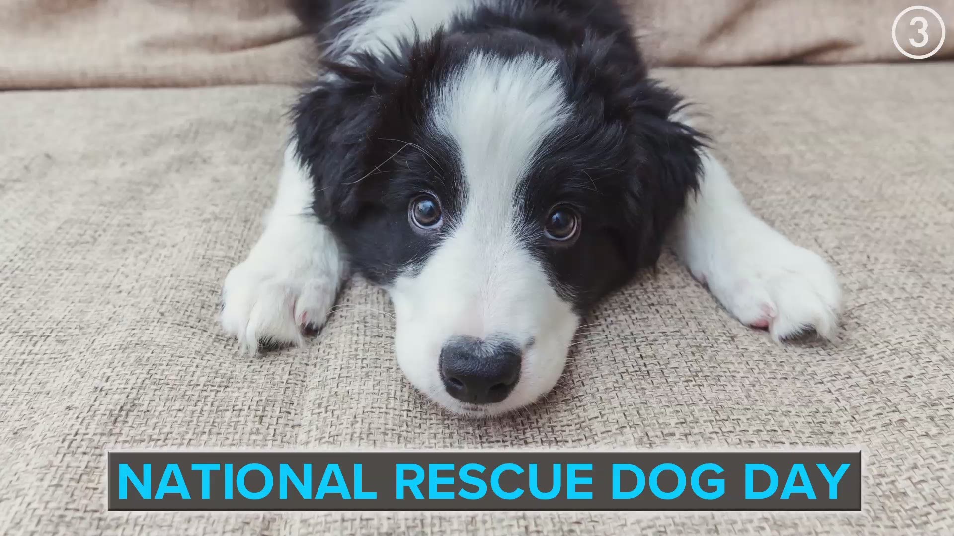 Happy National Rescue Dog Day!