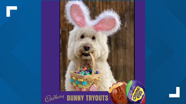 Ohio therapy dog wins contest to become next Cadbury Bunny in iconic commercial