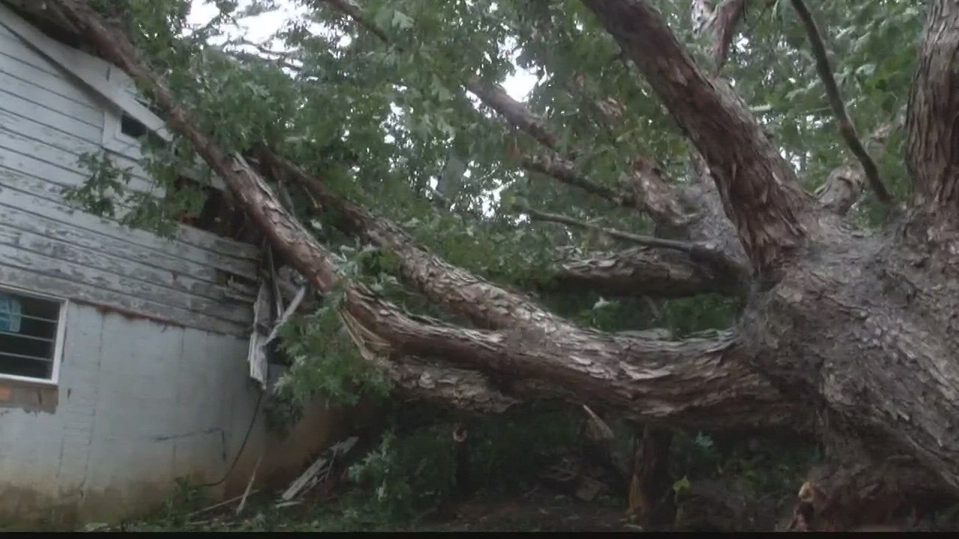 Husband Saves Wife Trapped in House By Fallen Tree | wusa9.com