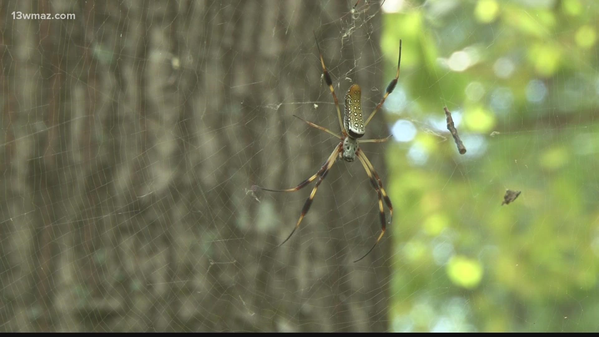 They're native to Asia, but started showing up around Georgia a few years ago.