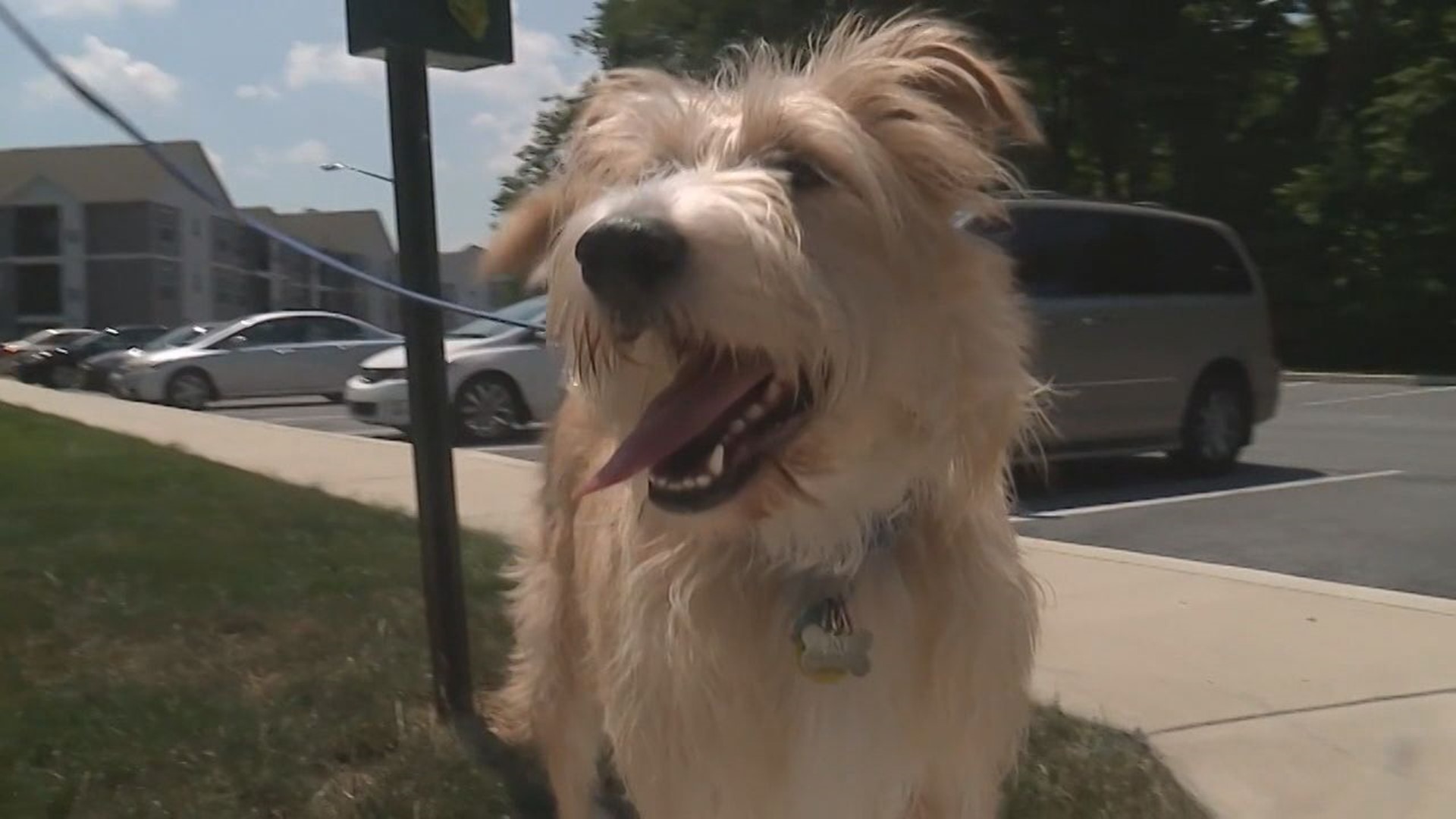 Experts are reminding people about the warning signs of overheating in pets. Dogs can suffer a heatstroke in a matter of minutes.