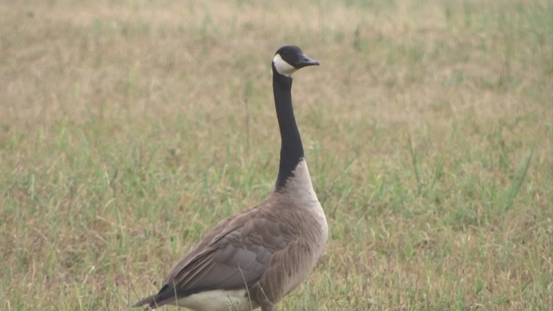 Canada goose sale jacket killing geese