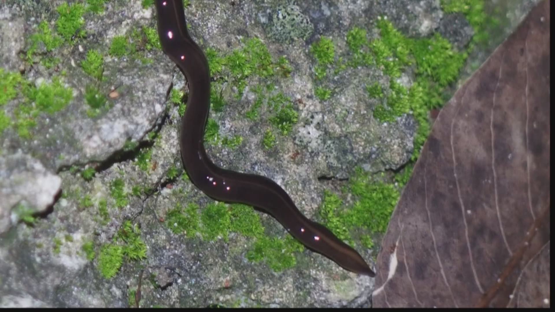 Black Flat Worms In Florida _ How to Get Rid of Hammerhead Worms in ...