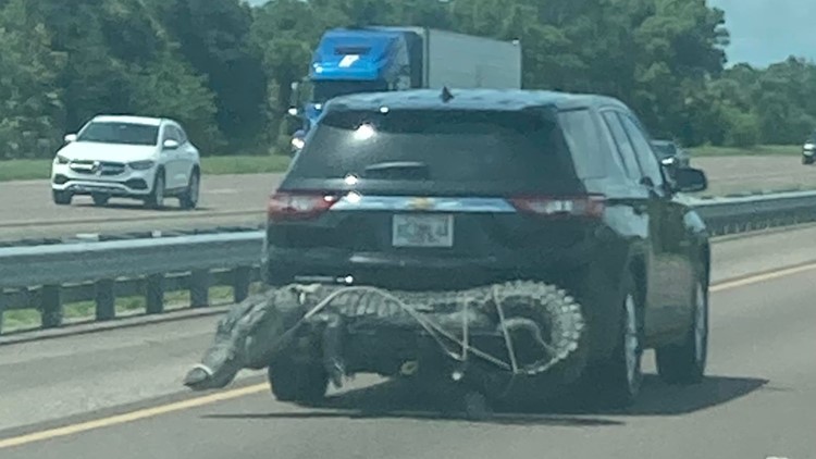 Alligator spotted on the back of a car in Brevard County