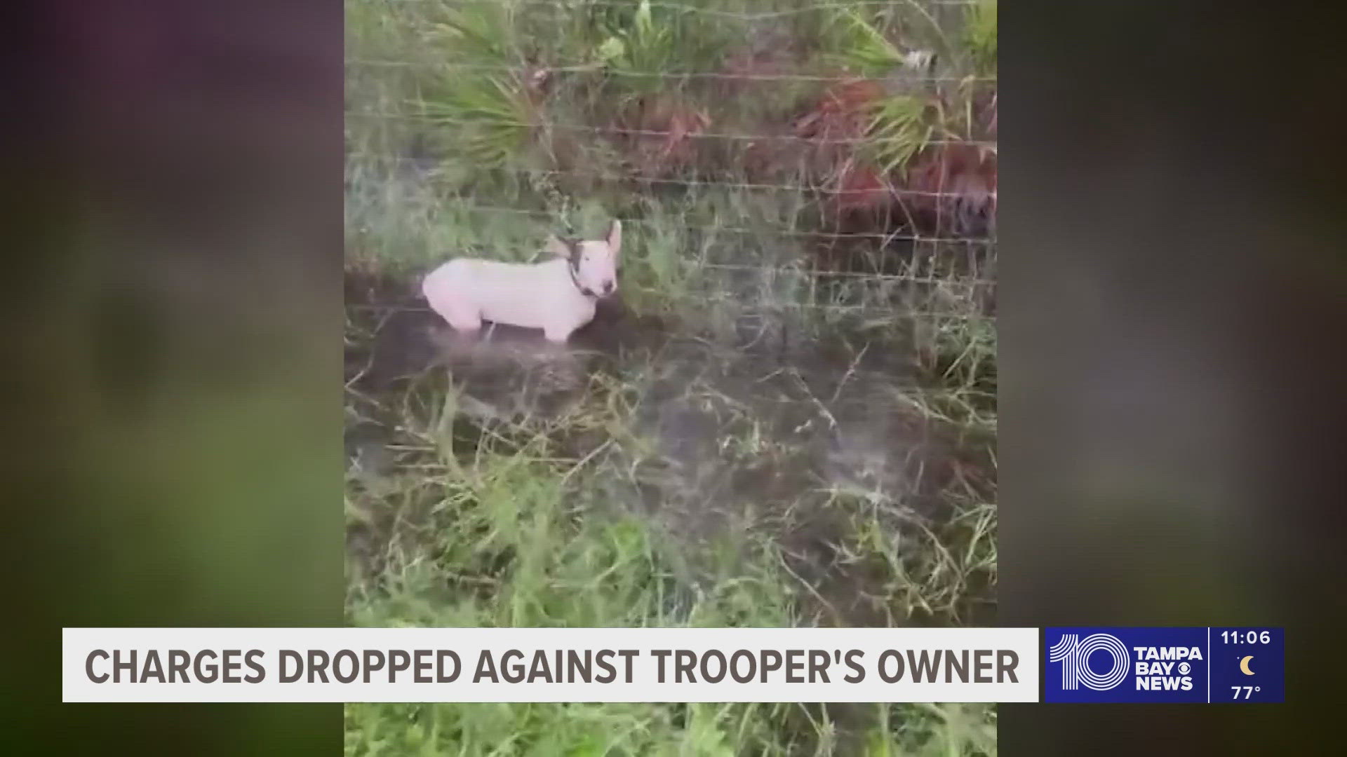 Charges dropped for man accused of leaving dog tied during Milton ...