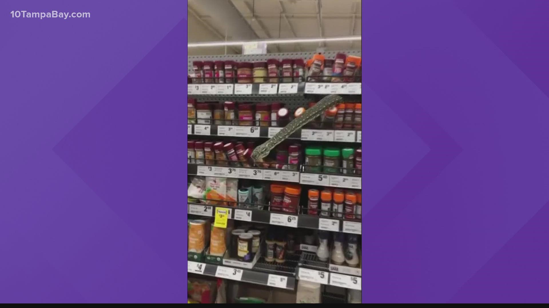 An Australia woman who also happens to be a snake handler came face-to-face with a python at a grocery store.