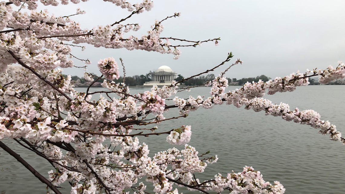 National Cherry Blossom Festival in Full Force, D.C. is Open - The  Washington Informer