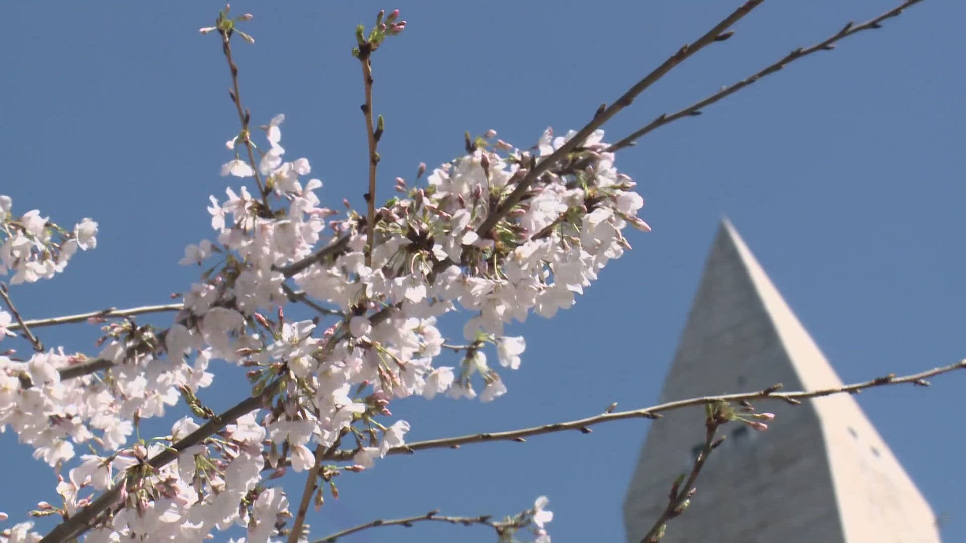 National Park Service leaders will reveal their prediction for peak bloom, or when we can expect at least 70% of the cherry blossoms around the Tidal Basin.