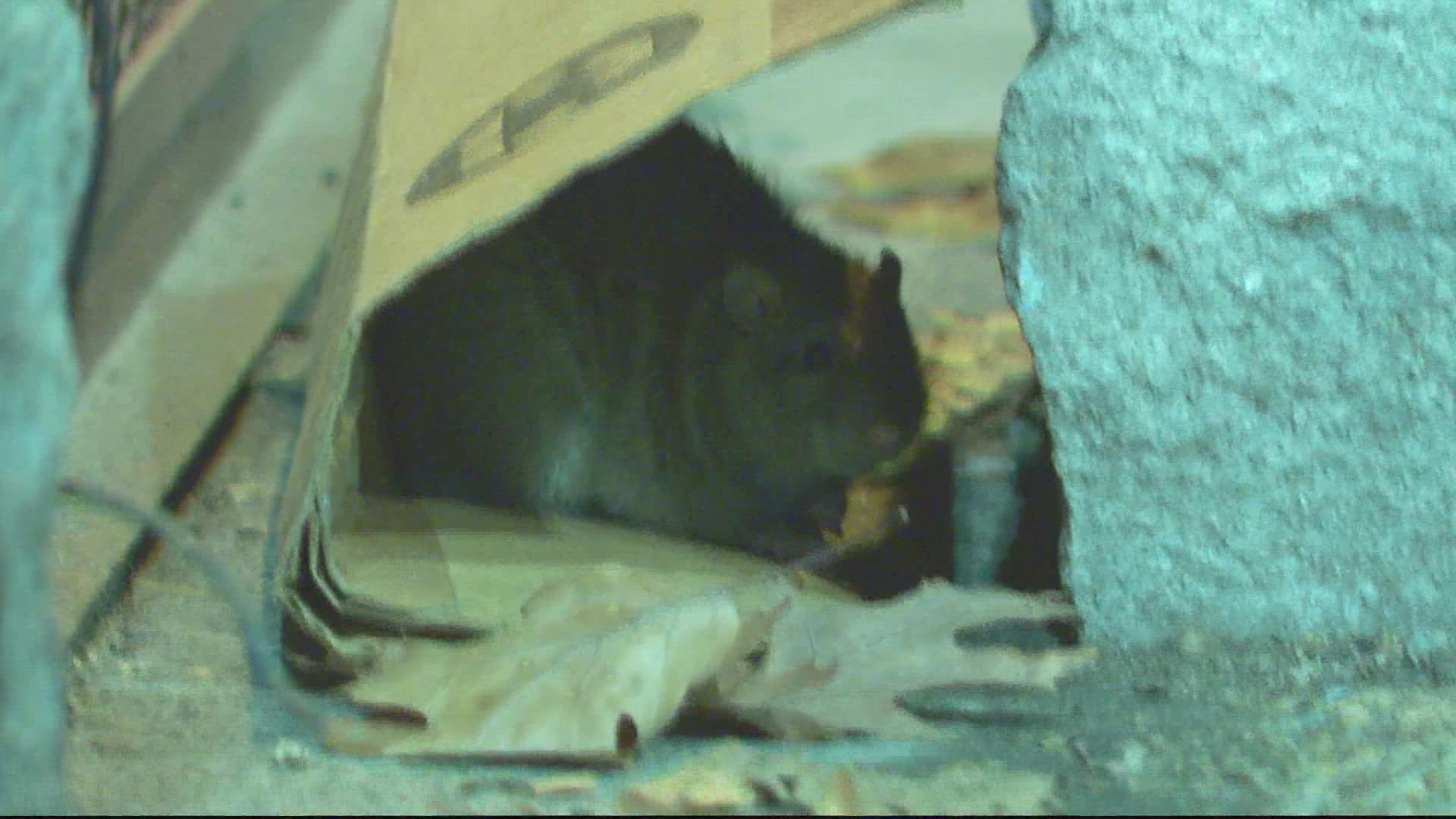 A known problem for years, residents say the rat problems have gotten worse since the pandemic.