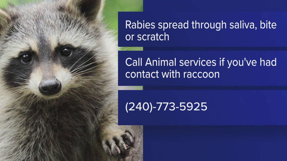 Rabid raccoon caught in Wheaton after biting 2 people in Silver Spring ...