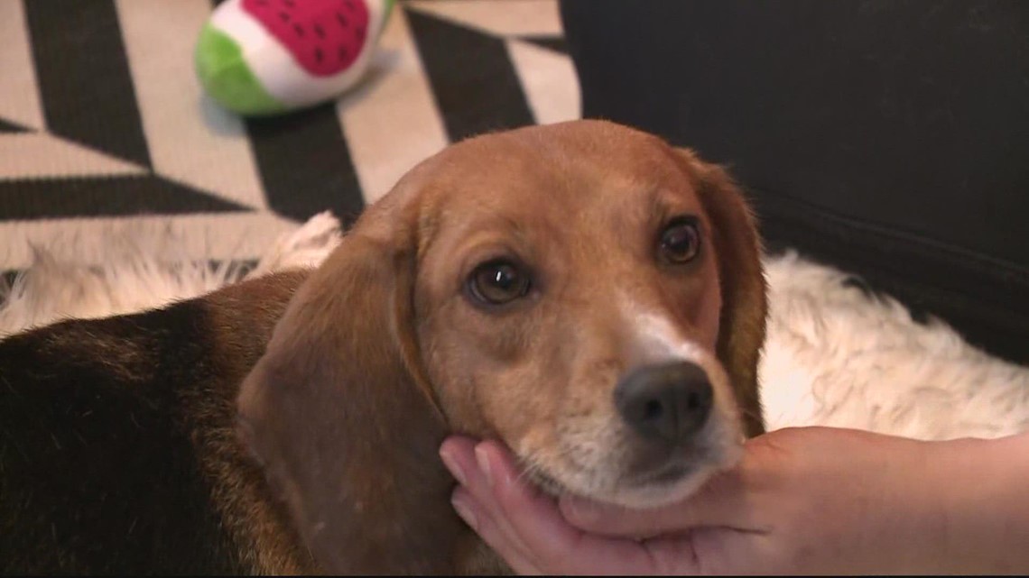 16 beagles take first baths | 4,000 rescued from testing facility