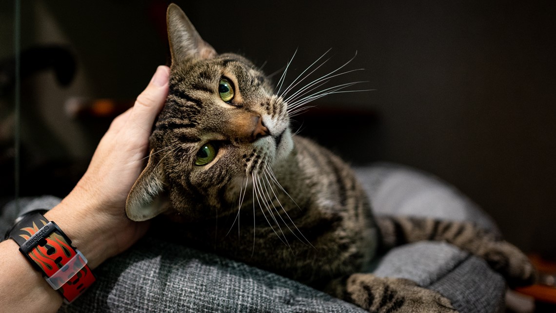 Max Scherzer's canine twin, who lives in a Virginia shelter, needs a home