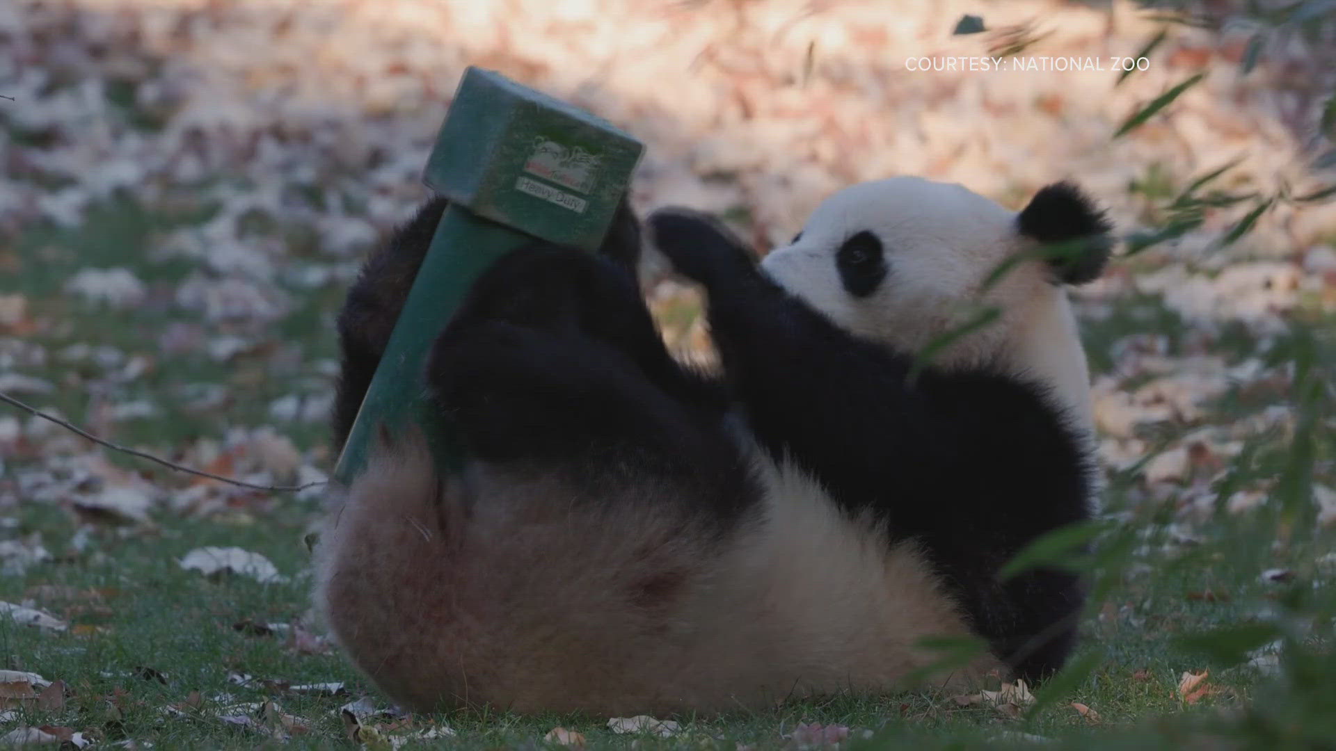 The National Zoo is sharing new videos of their pandas -- Bao Li and Qing Bao.