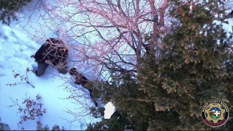 丢失的狗获救的雪山悬崖