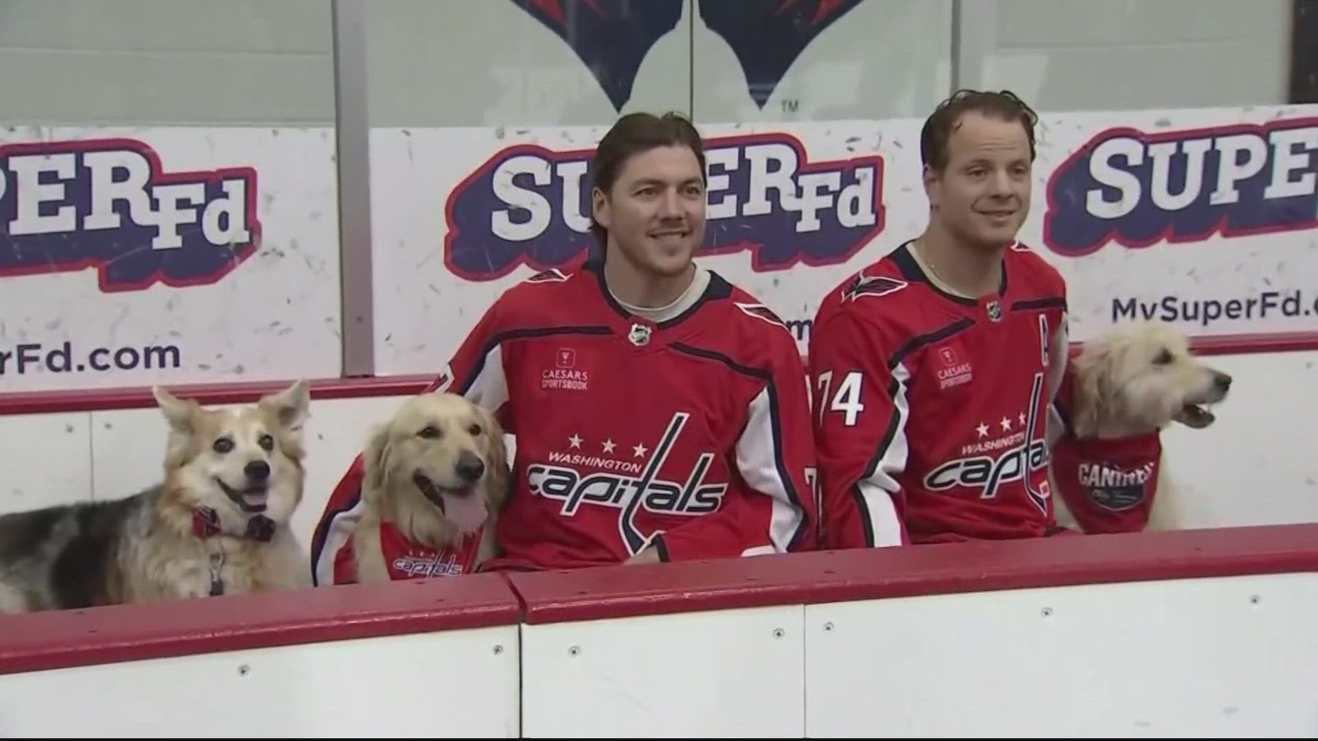 The Capitals are doing their part to help find these puppies new homes.