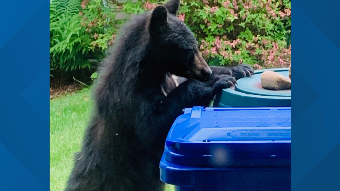Bear sightings in Montgomery County, Maryland